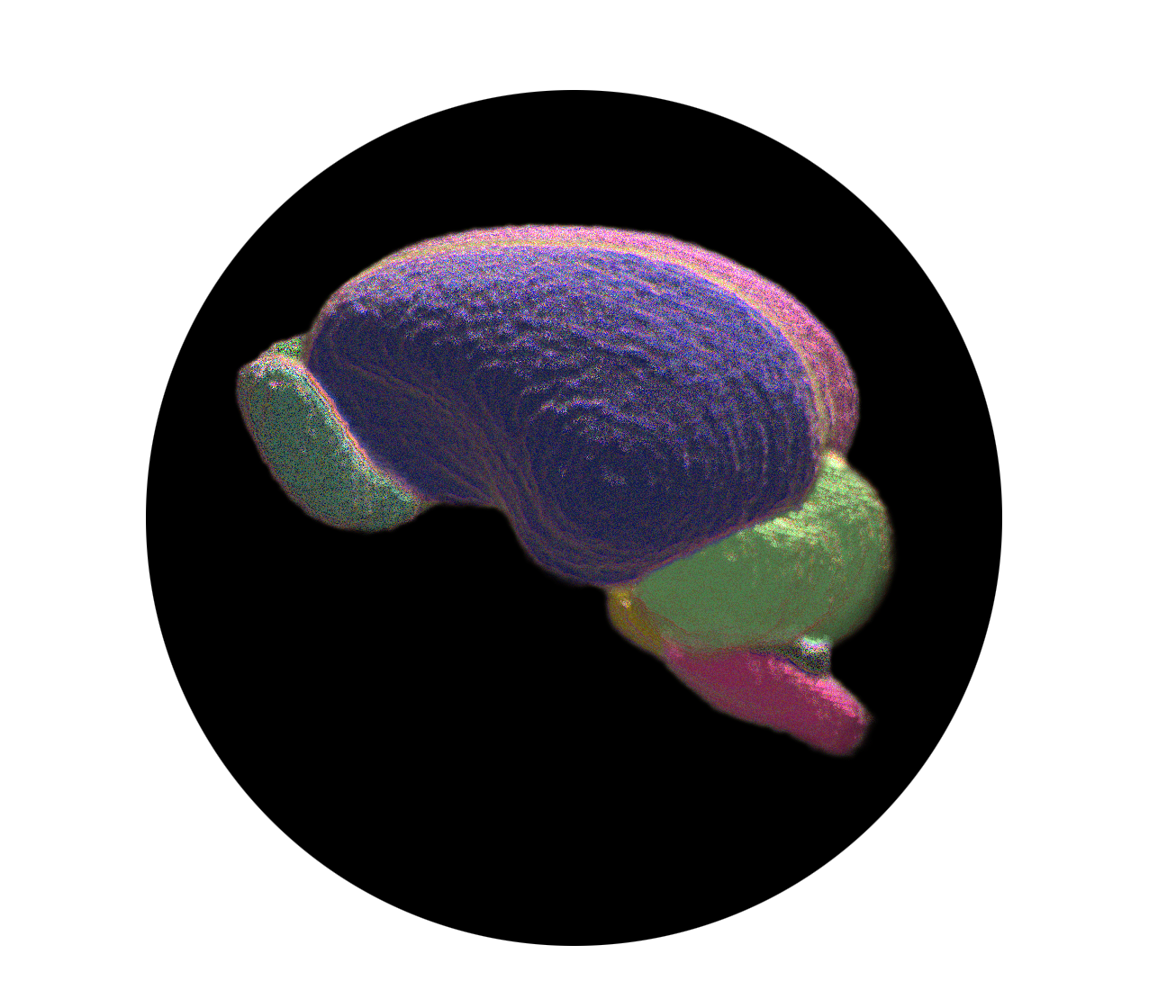 Sagittal view of the 4-week pig atlas brain map