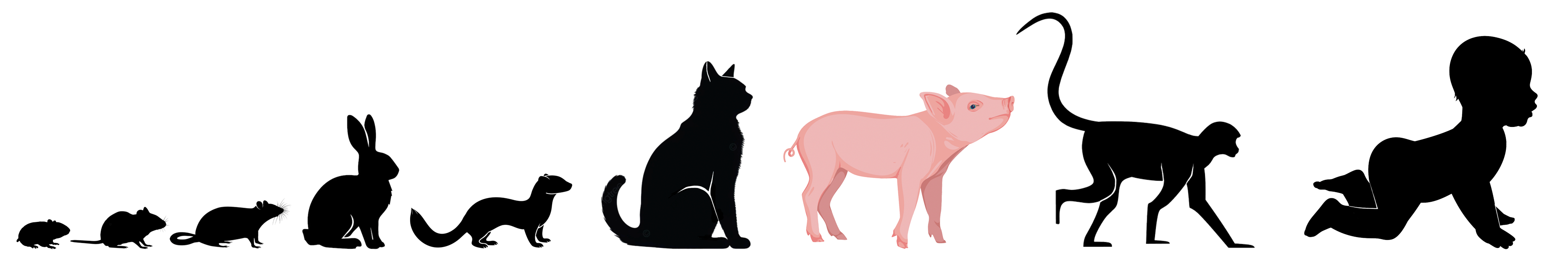An order where the pig belongs amongst other mammals in terms of neurodevelopment from shotest to longest as the hamster, mouse, rat, rabbit, ferret, cat, pig, macaque monkey, and infant.