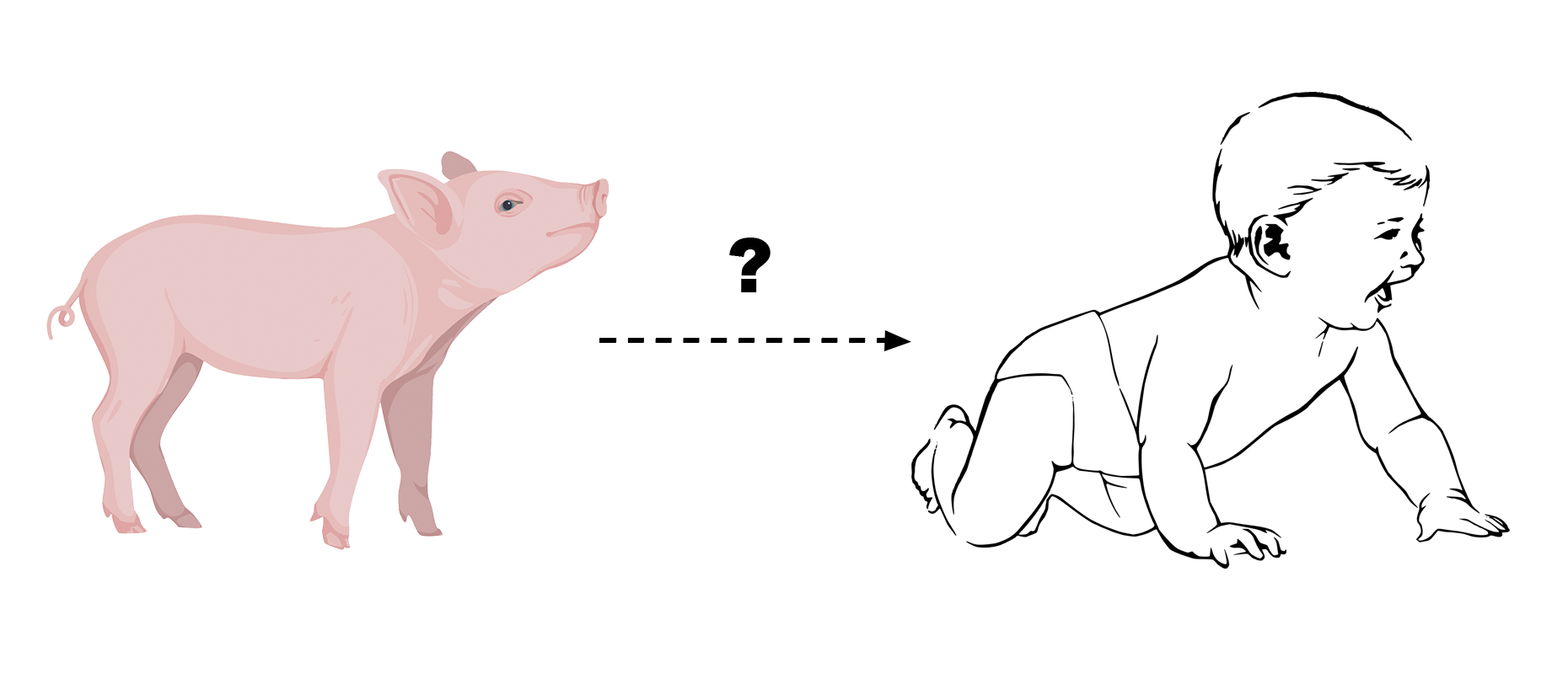 Pig and infant showcasing currently there is no way to transfer information from the pig to the human.