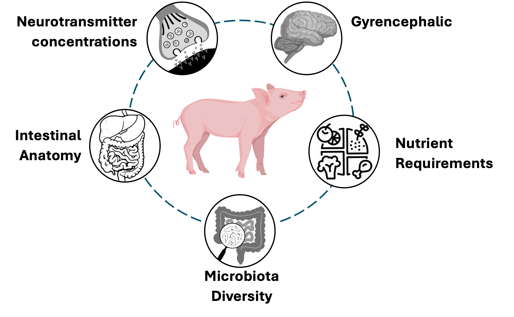 Related pig and human features including neurotransmitter concentrations, gyrencephalic brain, intestinal anatomy, microbiota diversity, and nutrient requirements.