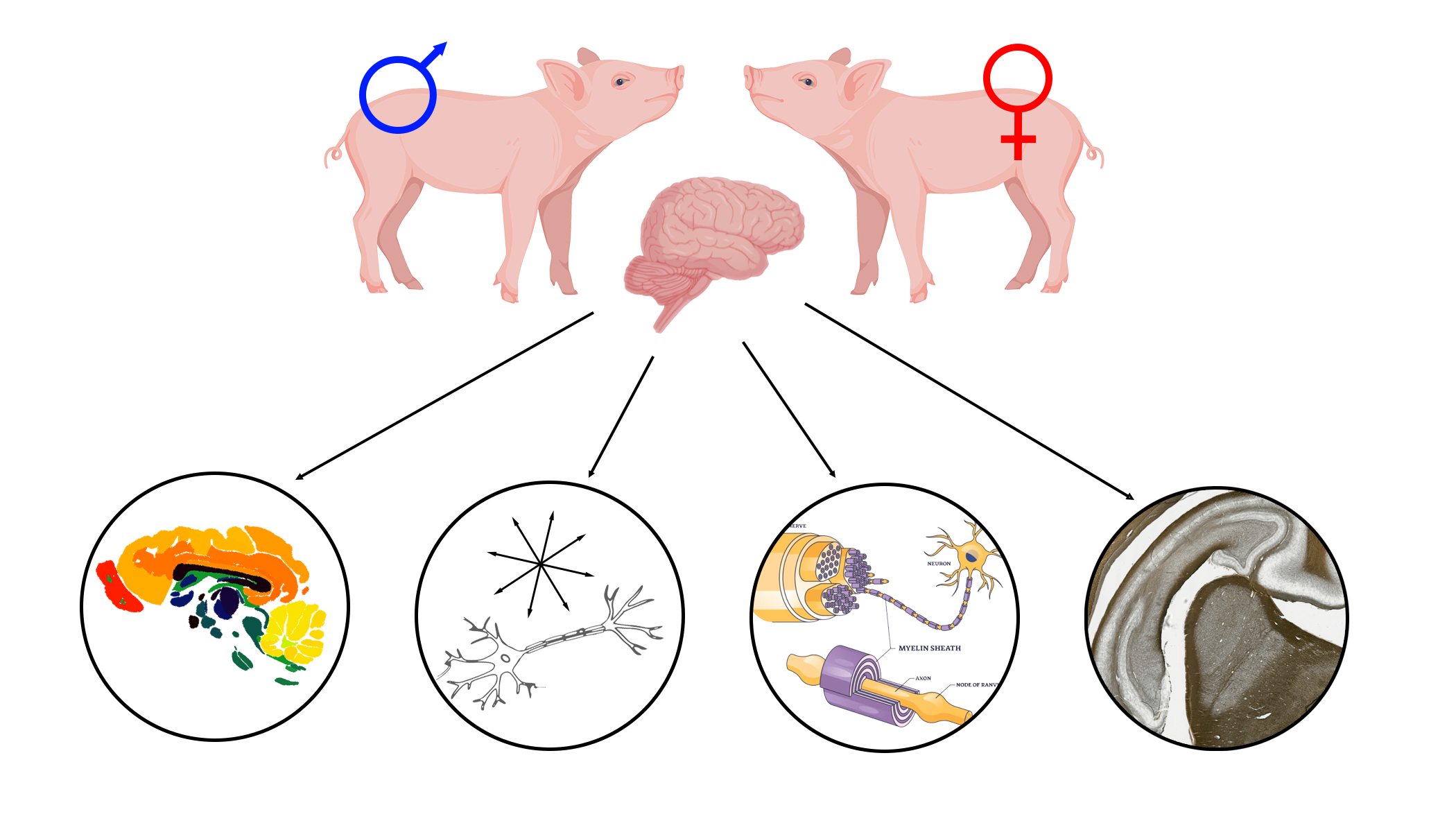 Two pigs, one male and one female with a brain showing the assesments and stained hippocampus section.