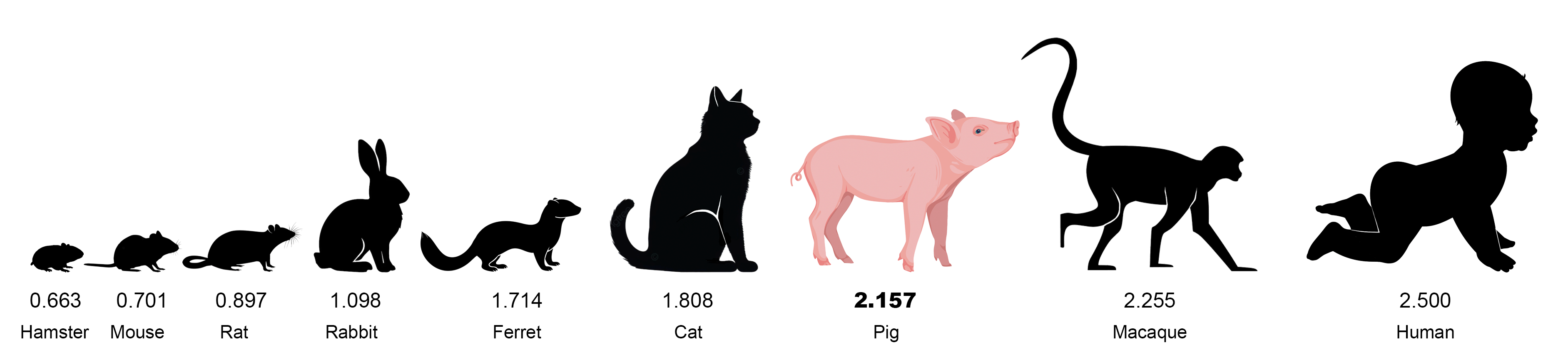 Representing where the pig belongs amongst other mammals in terms of neurodevelopment from shortest to longest as hamster (0.663), mouse (0.701), rat (0.897), rabbit (1.098), ferret (1.714), cat (1.808), pig (2.157), macaque monkey (2.255), and human (2.500).