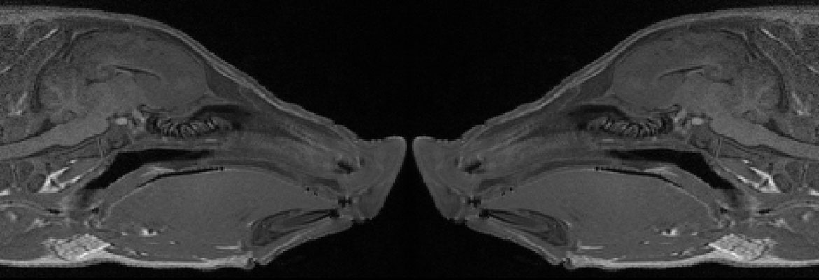 Pig MRI image